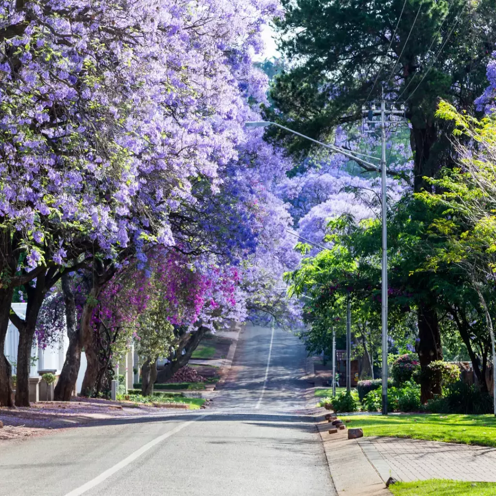 Car Rental in Pretoria Lowest Rates Pace Car Rental